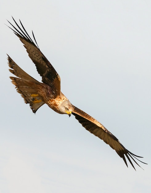 Awesome birds of prey in fligh 