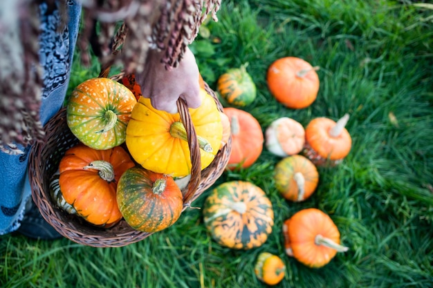 Awoman holding autumn decorative pumpkins Thanksgiving or Halloween holiday harvest concept