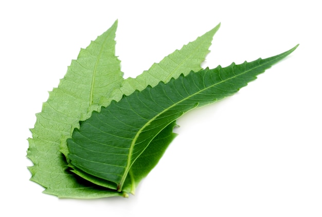 Ayurvedic neem leaves over white background