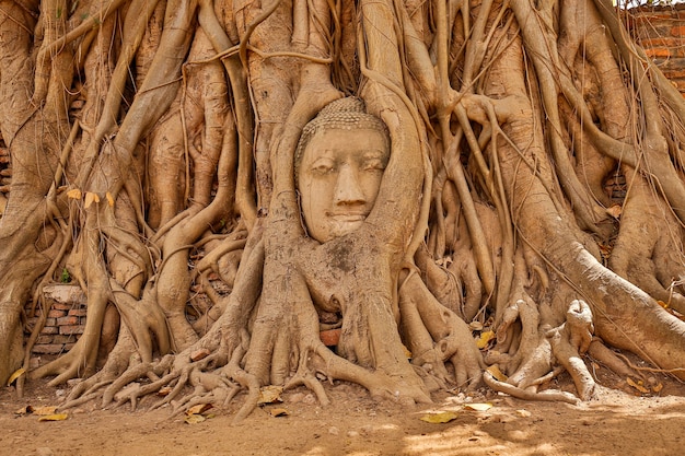 Ayutthaya Buddha Head in Tree Roots, Buddhist temple Wat Mahathat in thailand