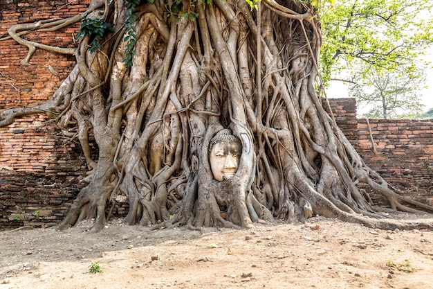 Ayutthaya Head of Buddha statue in tree roots