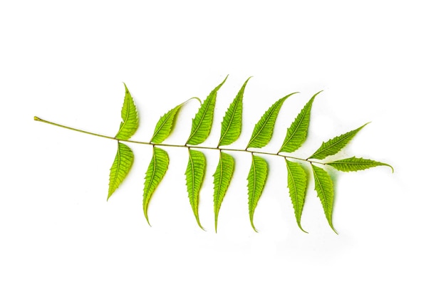 Photo azadirachta indica - a branch of neem tree leaves natural medicine