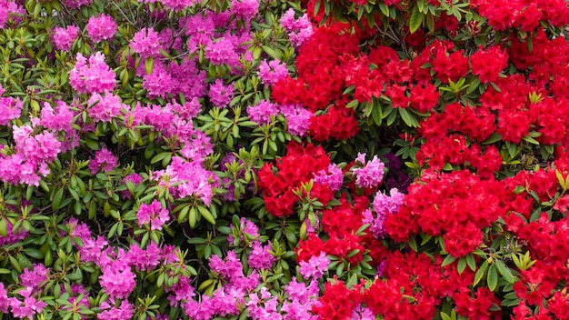 Azalea flower background azalea flower outdoor bright azalea flower photo of azalea flower