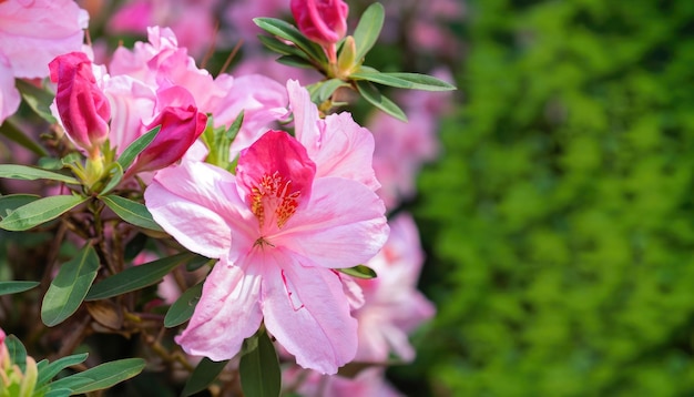 Azalea flowering in the garden with copy space