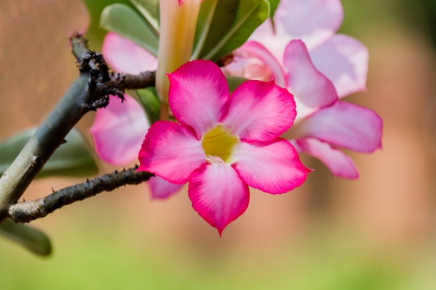 azalea flowers