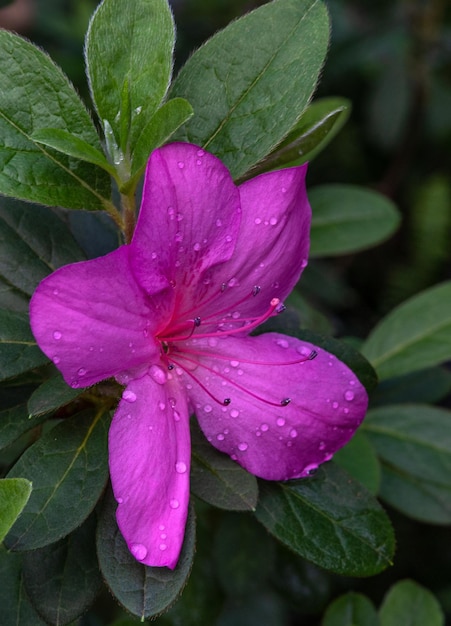 Azalea Ornamental shrub plant of the heather family with pink white yellow or red flowers