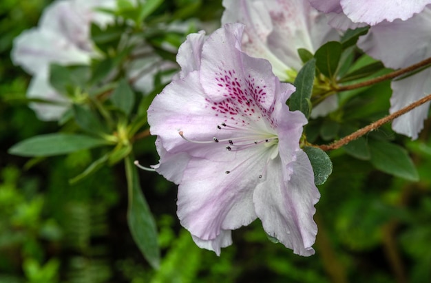 Azalea Ornamental shrub plant of the heather family with pink white yellow or red flowers