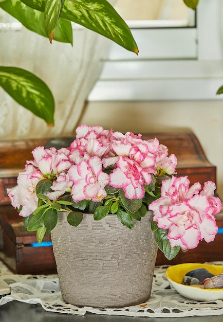 Azalea Rhododendron Indoor azaleas are a beautiful multicolored plant that blooms in winter