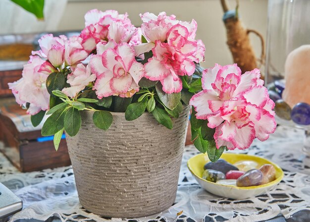 Azalea Rhododendron Indoor azaleas are a beautiful multicolored plant that blooms in winter