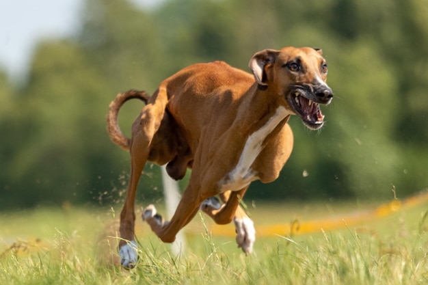 Azawakh running lure coursing competition on field