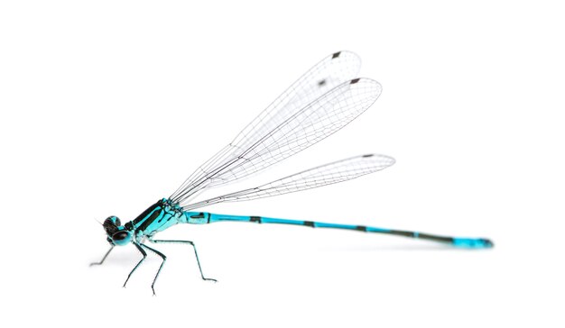 Azure damselfly, Coenagrion puella in front of a white surface