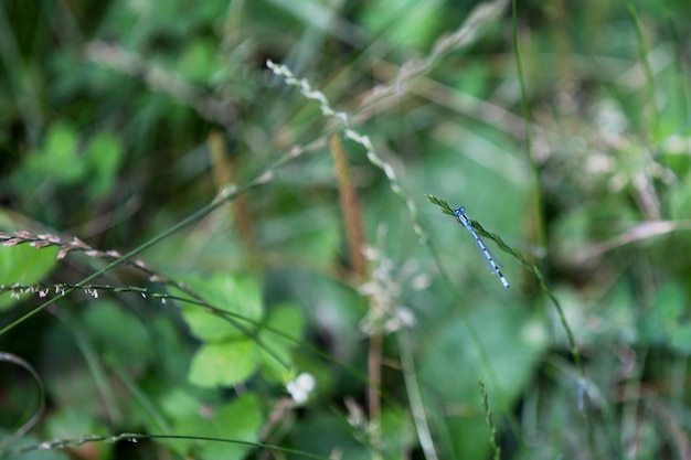 Azure damselfly