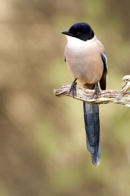 Azure-winged magpie, birds, corvidae, azure, magpie, birds, , Cyanopica cyanus