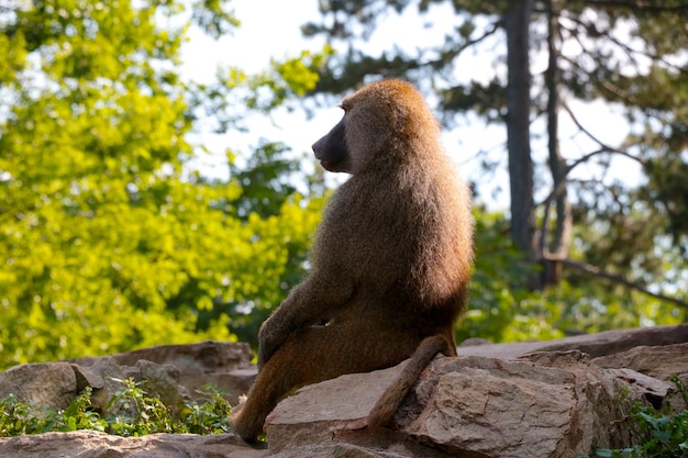 A baboon sits on the ground A genus of primates in the family Marmosidae