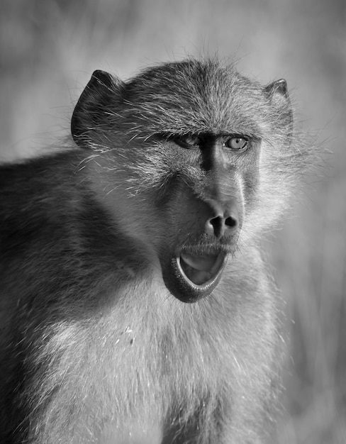 Baboon South Africa