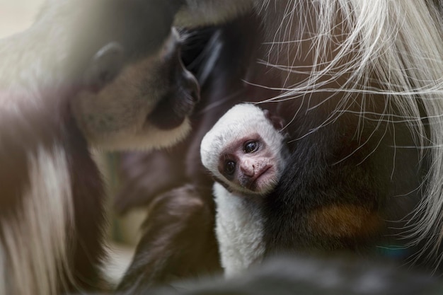 A baby Abyssinian colobus drinks its mother's breast milk in the evening sunlight Newborn Abyssinian colobus Black monkeys with long white tails