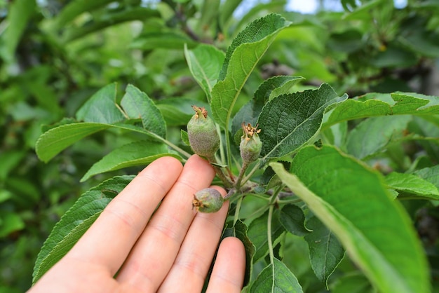 Baby apples on a tree branch in the spring orchard