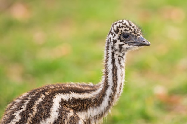 Baby Australian Emu