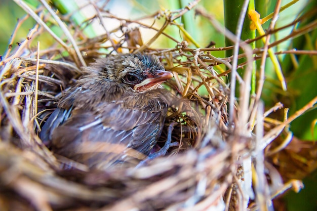 Baby birds waiting for food from the mother.