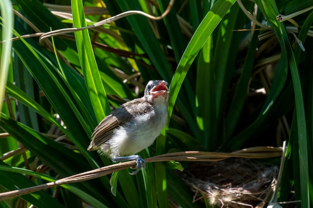 Baby birds - Yellow-vented Bulbul chicks