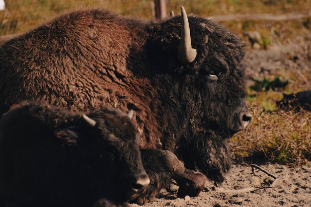 A baby bison and mother is lying on the ground