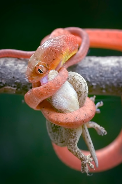 Baby black-headed cat snake eating prey