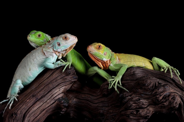 Baby Blue and red Iguana closeup on wood Blue Iguana Grand Cayman Blue Iguana Cyclura Lewisi Baby green iguana closeup on wood