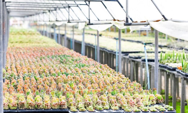 Baby cactus at Seedling Nursery