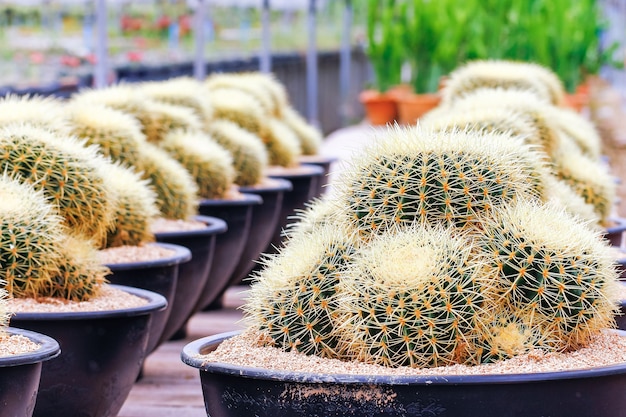 Baby cactus at Seedling Nursery