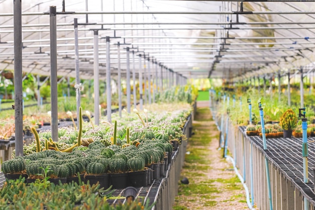 Baby cactus at Seedling Nursery