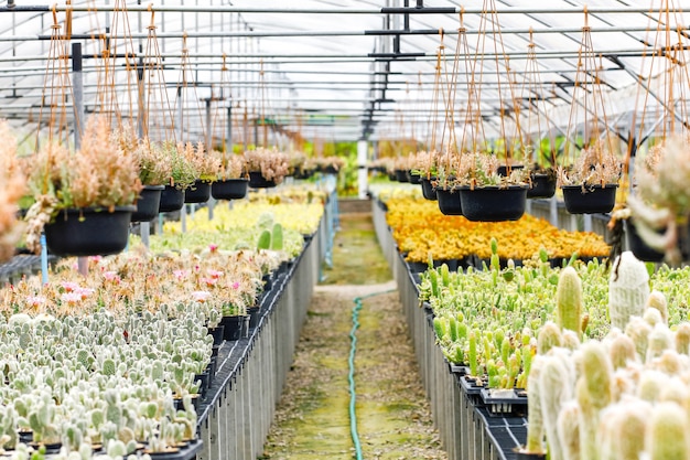 Baby cactus at Seedling Nursery