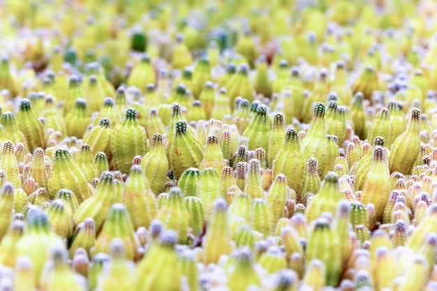 Baby cactus at Seedling Nursery