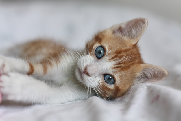 Baby cat orange and white with blue eyes seen from the front