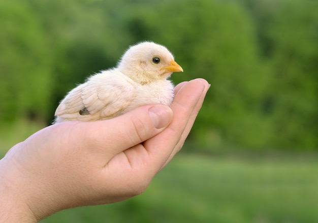 Baby chick on person's palm closeup