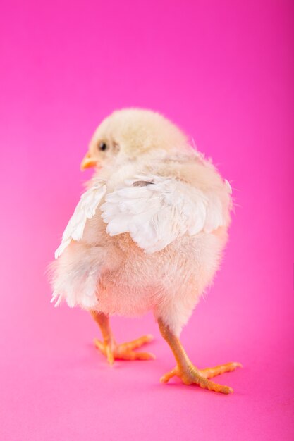 Baby chick on a pink background