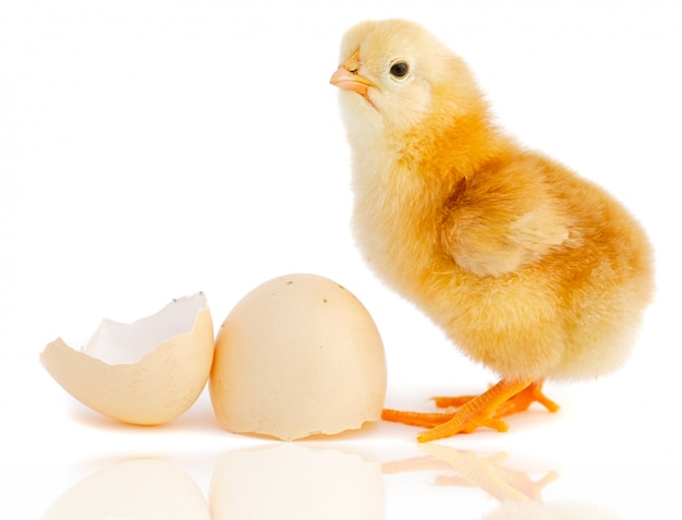 A baby chick over a white background