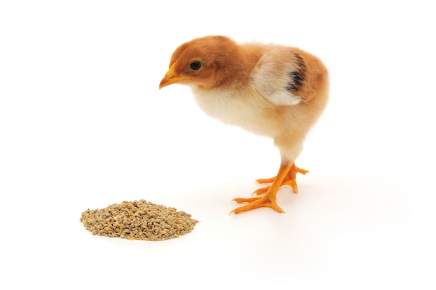 Baby chicken having a meal