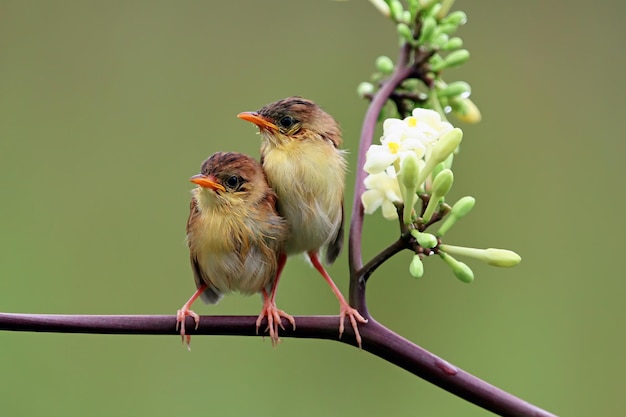 Baby Cisticola juncidis bird waiting for food from its mother Cisticola juncidis bird on branch