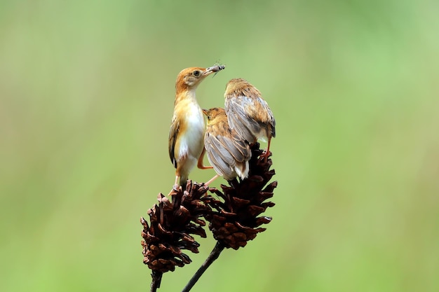 Baby Cisticola juncidis bird waiting for food from its mother Cisticola juncidis bird on branch