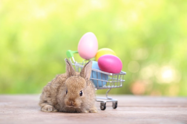 Baby cute and adorable rabbit sitting on green grass Small and young bunny is a lovely furry pet Easter concept on yellow background egg and grass with bokeh as nature background