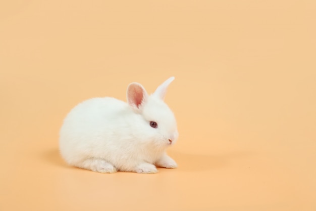 Baby and cute white bunny rabbit