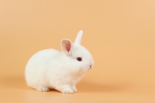 Baby and cute white bunny rabbit