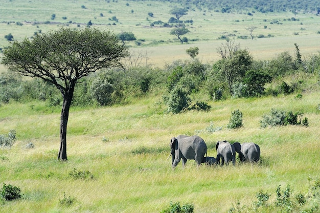 Baby Elephant in the National Reserve of Africa, Kenya