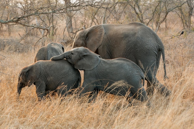 Photo baby elephant resting its trunk on the back of another baby