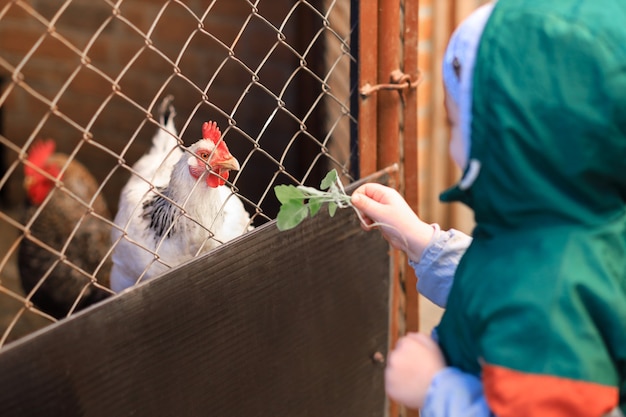 Baby feeds a leaf white chicken, chicken in focus.