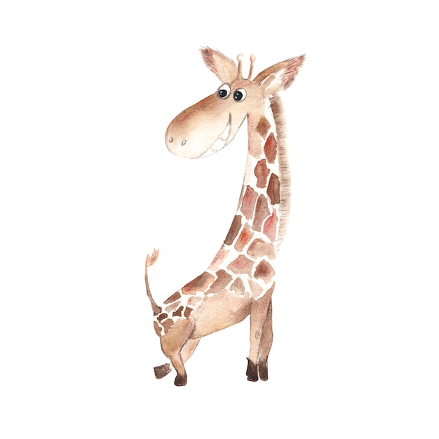 Baby giraffe isolated on white background Watercolor hand drawn illustration