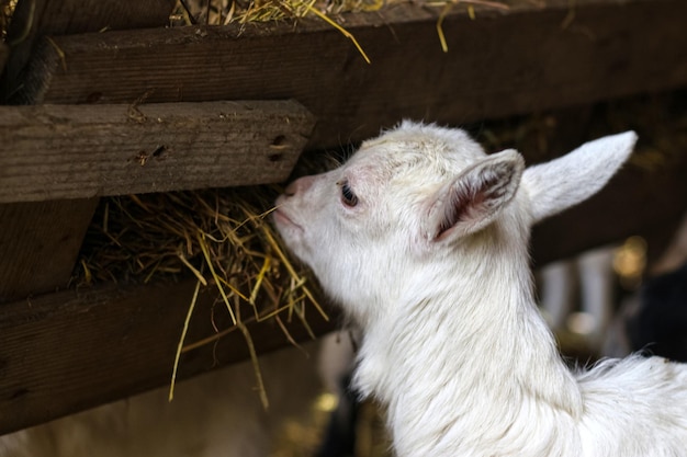 Baby goat eating grass in barn