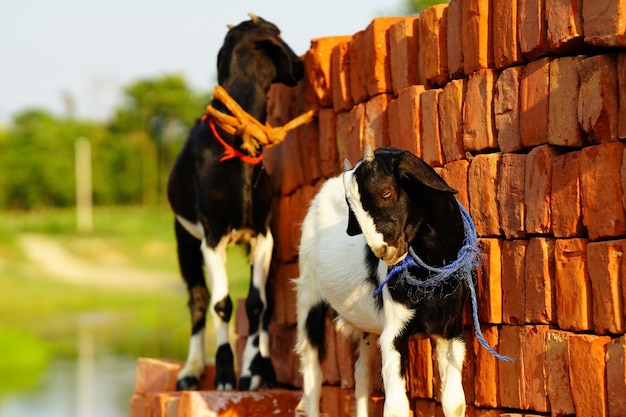 Baby goats are wondering in village