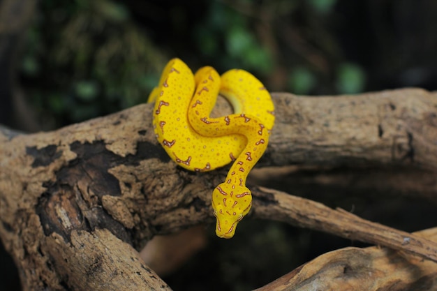 Baby green tree python, if it's a baby it's yellow or red, when it's an adult it turns green