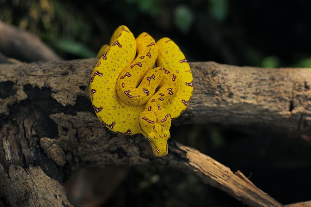 Baby green tree python, if it's a baby it's yellow or red, when it's an adult it turns green